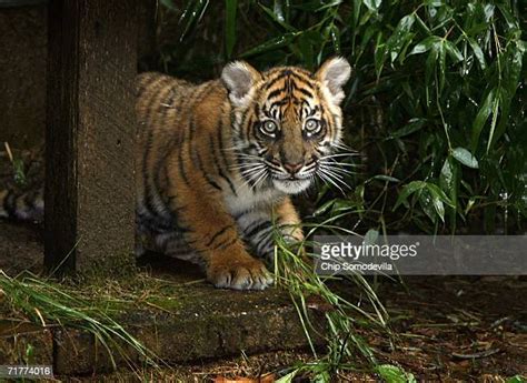 Tiger Cubs Make Their Debut At National Zoo Photos And Premium High Res