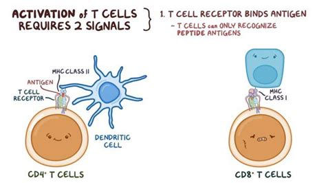 T Cell Activation Video Anatomy Definition Osmosis