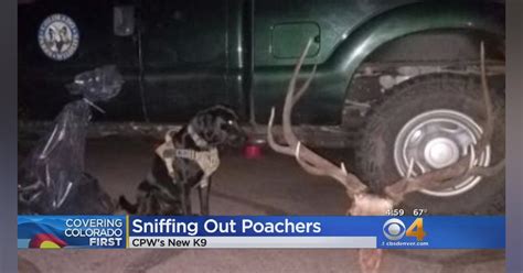 New Colorado Parks And Wildlife K 9 Tracks Down Poachers Officer
