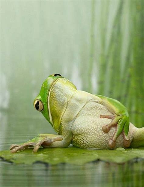 Sick Frog Funny Frogs Funny Animals Funny Animal Pictures