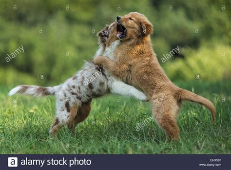 Australian Shepherd Puppy Golden Retriever Puppy Playing