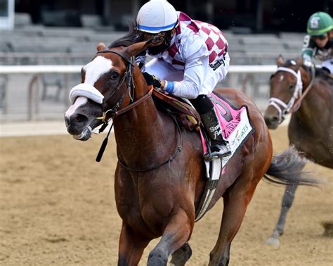 Tiz The Law Victorious In G1 Belmont Stakes New York Thoroughbred Breeders Inc News New York