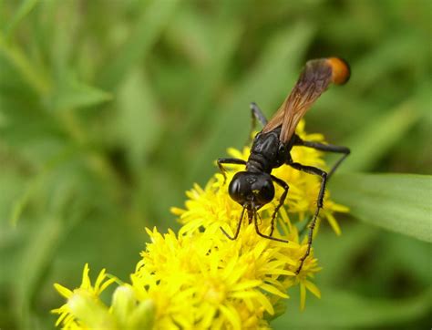 wasp pollination