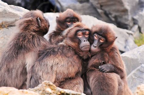 Piled Baboons A Group Of Gelada Baboons Holding Each Other Flickr