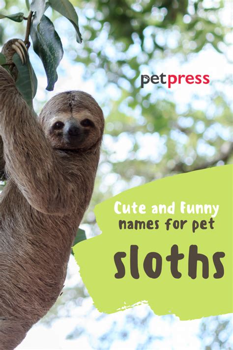 200 Pet Sloth Names Cute Funny Male And Female Names