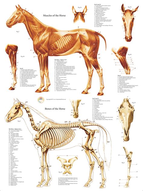 Anatomy Of The Horse Muscles And Bones