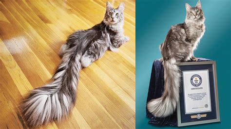 Fluffy Cat With The Worlds Longest Tail Daily News