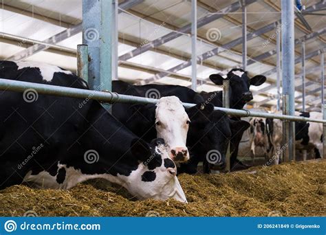 Herd Of Cows Eating Hay In Cowshed On Dairy Farm Stock Image Image Of Beef Domestic 206241849