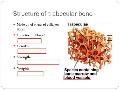 Ppt Bone Structure Growth And Repair Powerpoint Presentation Free