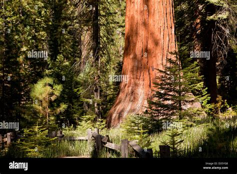 Giant Sequoia Tree At Mariposa Grove Yosemite National Park