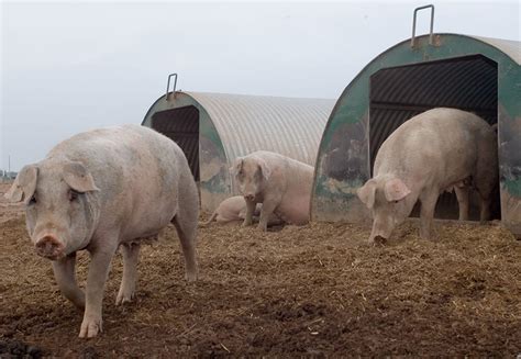 Our Pigs Packington Free Range Born And Reared Outdoors Always