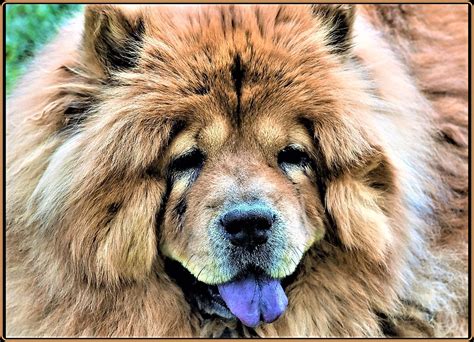 Why Does Chow Chow Have Blue Tongue