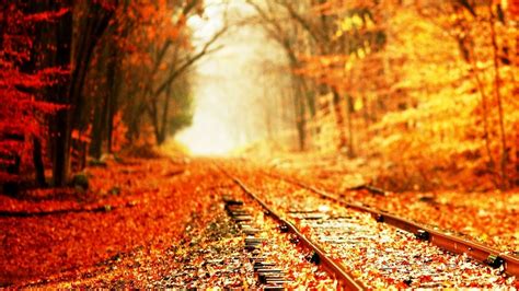 Autumn Train Trails In The Forest Wallpaper Backiee