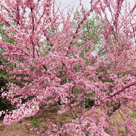 Cercis Canadensis ‘tennessee Pink Kiefer Nursery Trees Shrubs