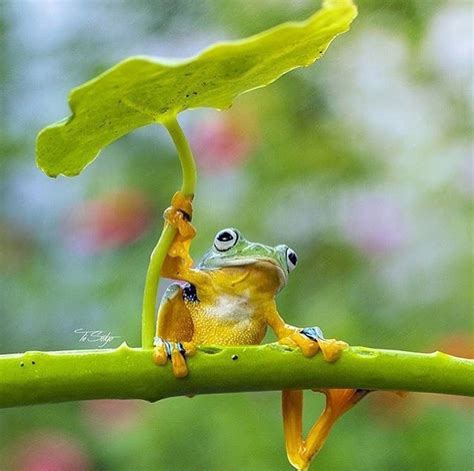 Cute Frog Wallpaper Frog Wallpapers Pets Cute And Docile A Large