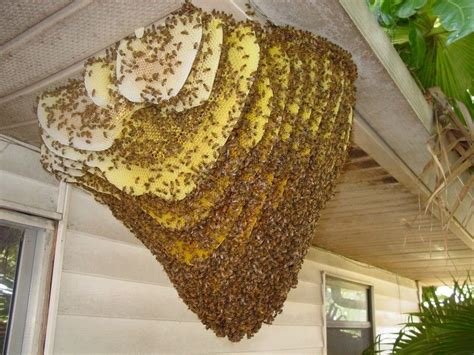 Bee Hive Removal In Easy Steps The Bee Info Bee Removal Types Of Honey Bees Bee Keeping