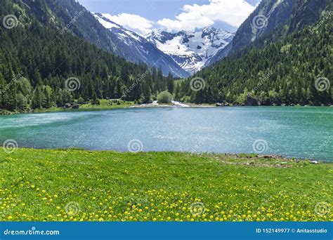 Amazing Alpine Landscape With Green Meadows Flowers And Snowy Mountains