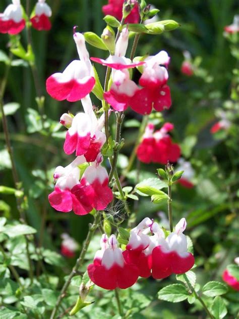 Salvia Microphylla Hot Lips Salvia Hot Lips From Plantworks Nursery