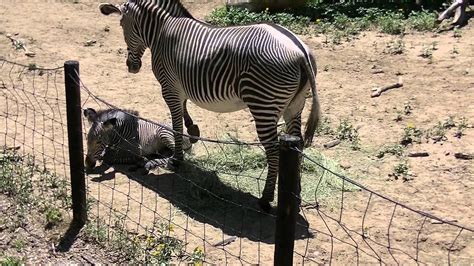 Denver Zoo Momma Zebra Nudging Baby To Get Up Youtube