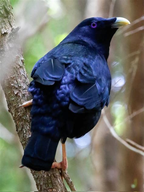 Birds Of The World 🦩 On Twitter Satin Bowerbird 🌏 Australianbirds