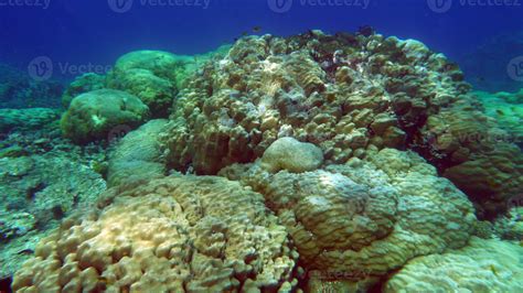 Beautiful Coral Reefs Of The Red Sea 11129177 Stock Photo At Vecteezy