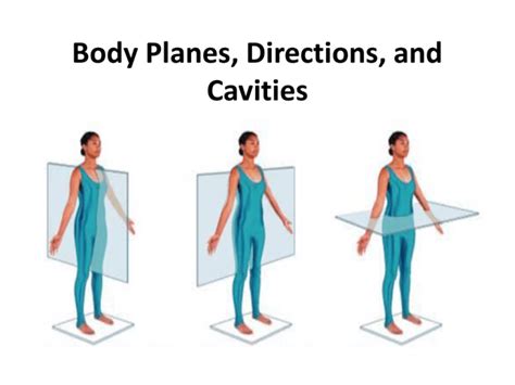 Body Planes Directions And Cavities