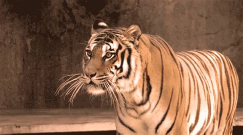 Roaring tiger гифки анимированные GIF изображения roaring tiger