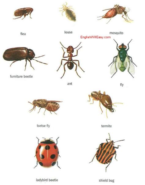 Insects Online Dictionary For Kids