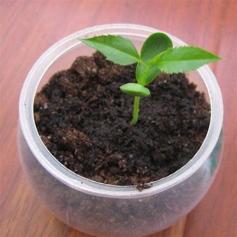 This is because apples from the grocery store are hybrids, and they were developed by grafting cuttings onto after eating an apple or two, remove the seeds and set them somewhere to dry out for about a month. Apple Seed in plastic cup | Apple tree from seed, Apple ...