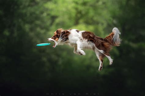 How Do You Photograph A Dog In Action