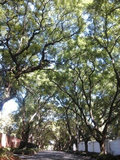 Easy To See Why Johannesburg Is Regarded As An Urban Forest South