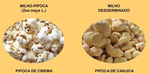 Receita de canjica branca com doce com leite condensado: Guia Alimento Seguro: Pipoca isopor