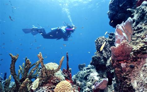 Best Places To Go Scuba Diving In Belize Check Them Out
