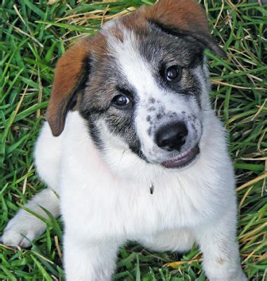 saint bernard dog breeds popular dog breeds