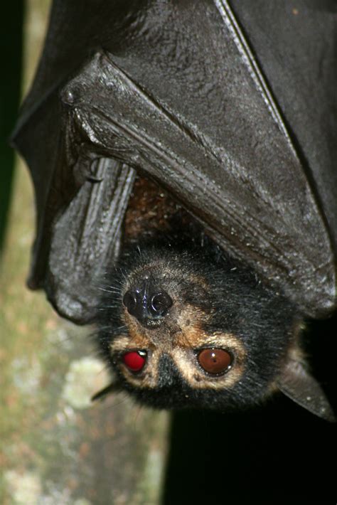 Stink Eye Spectacled Flying Fox Pteropus Conspicillatus Natural