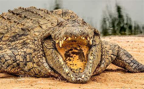 What Are The Differences Between Gharials Crocodiles And Alligators