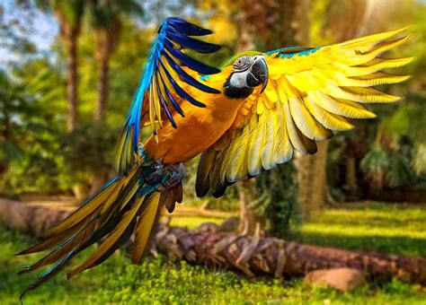 Exotic Bird Colorful Wings Exotic Flight Bonito Parrot Lvoely