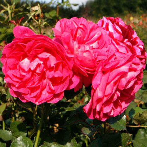 Maria Shrub Rose Quality Roses Direct From Grower
