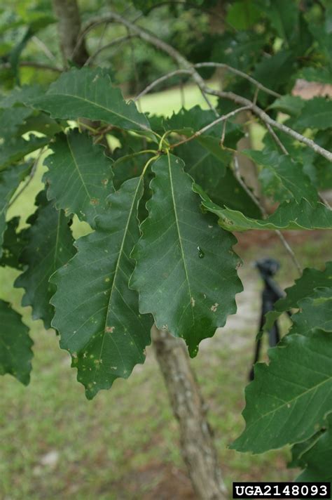 Dwarf Chinkapin Oak Quercus Prinoides