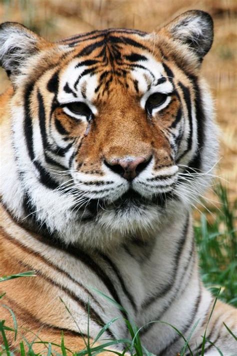 Raja Crown Ridge Tiger Sanctuary