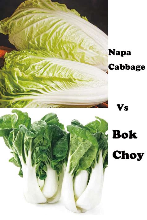 Napa Cabbage Vs Bok Choy Vs Yu Choy How To Tell The Difference