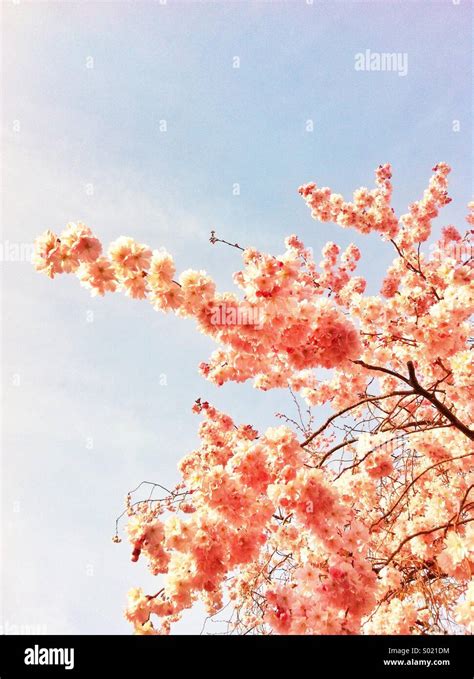 Cherry Blossom Branches Stock Photo Alamy