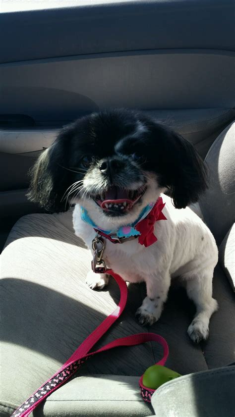 Dog Rescue Stories Before and After: Meet Olive Who Was Found in a Dumpster