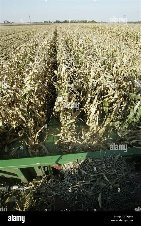 Bushel Of Corn Hi Res Stock Photography And Images Alamy