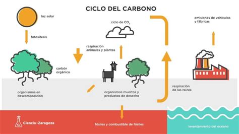 Esquema Del Ciclo Del Carbono ¡fotos And Guía 2021
