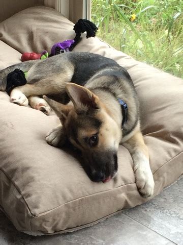 Since 1993 we have rescued over 40,000 puppies. View Ad: Gerberian Shepsky Mix Puppy for Sale, Michigan ...
