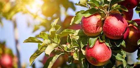 Schneidet man einen baum im winter, der eigentlich nicht noch größer werden soll, kann man ihn im sommer einfach nochmal schneiden. Obstbäume schneiden: Tipps & Anleitung - HEROLD.at