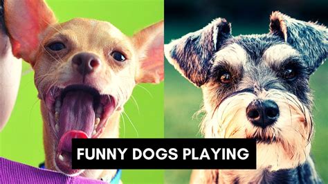 Funny Dogs Playing Funny Animals Daily Youtube
