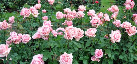 Rose Growing And Care How To Articles Fertilize Roses