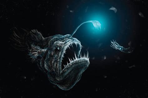 The Unusual Life Of The Glowing Deep Sea Fisherman The Evolution Of
